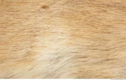 Photo Textures of Animals Skin